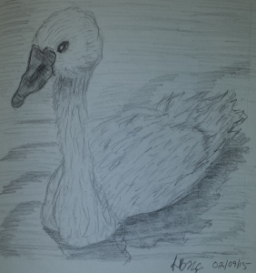 Swan in a lake - 02/09/15